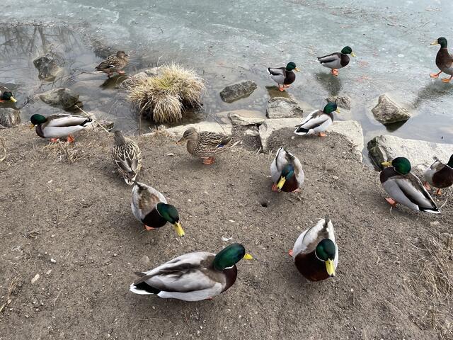 Beobachten und sich daran erfreuen, statt füttern, lautet die Devise, wenn es um Enten und andere Wasservögel in Parks und Co. geht.  | Foto: MeinBezirk