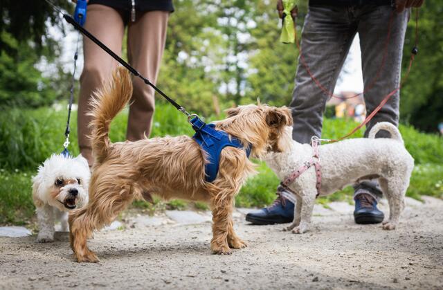 Für Hunde wird bei der Landesgartenschau in Schärding 3 Euro Eintritt verlangt. | Foto: PantherMedia/Nataliya (YAYMicro)