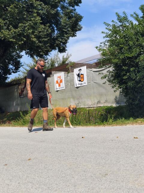 "Xena" wird von Georg Resch als unauffälliger Hund beschrieben, dennoch musste der Hund in den vergangenen Monaten noch viel lernen. | Foto: rg-dogs