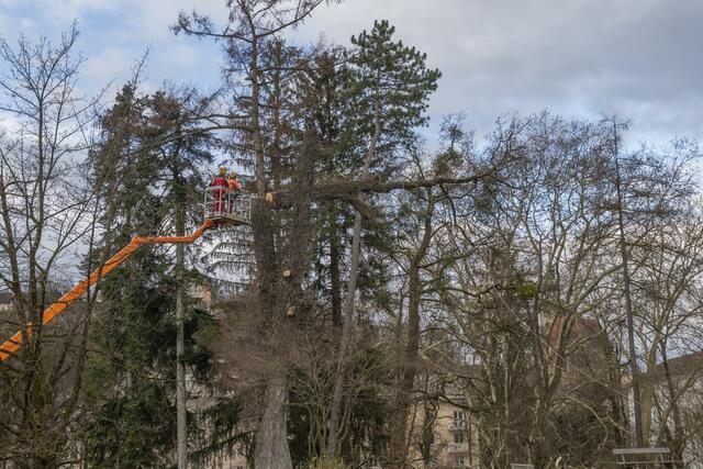 Verschiedene Untersuchungen im Vorfeld, darunter Zugversuche, haben gezeigt, dass die Standsicherheit des Baums nicht mehr ausreichend gegeben war. | Foto: Stadt Salzburg / Christian Schnaitl