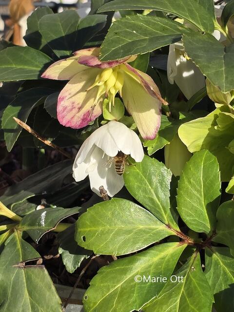 Klimawandel, Bienen fliegen im Winter, Graz