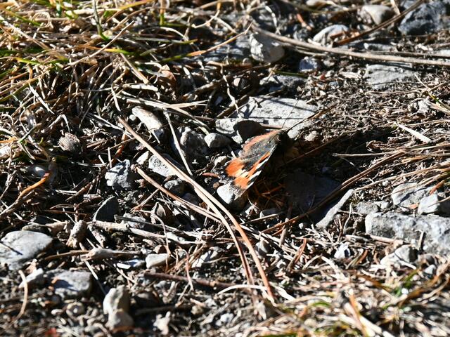Heuer mein erster Schmetterling, zu einem besseren zweiten Foto kam ich leider nicht