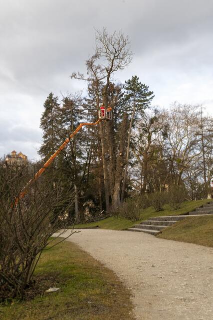 Von den Profis der Stadtgärten musste eine rund 150 Jahre alte und etwa 30 Meter hohe Esche am Rosenhügel gefällt werden. | Foto: Stadt Salzburg / Christian Schnaitl