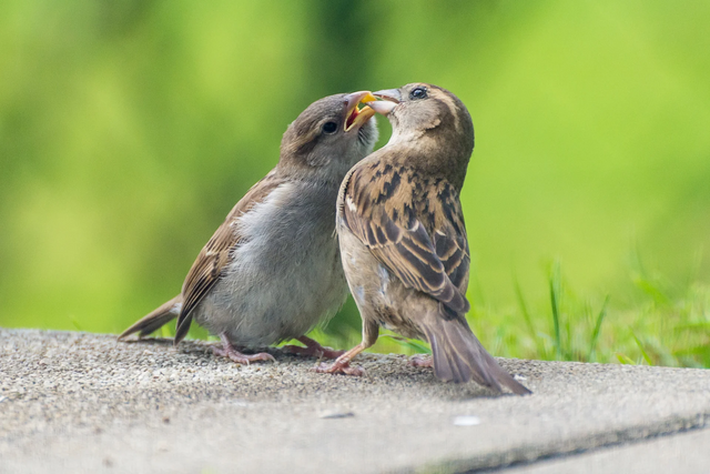 1.446 Salzburgerinnen und Salzburger nahmen an der 16. „Stunde der Wintervögel“ teil und zählten 33.398 Vögel in 1.142 Gärten. Im Bild: Haussperling Weibchen und Jungvogel | Foto: Michael Kastl