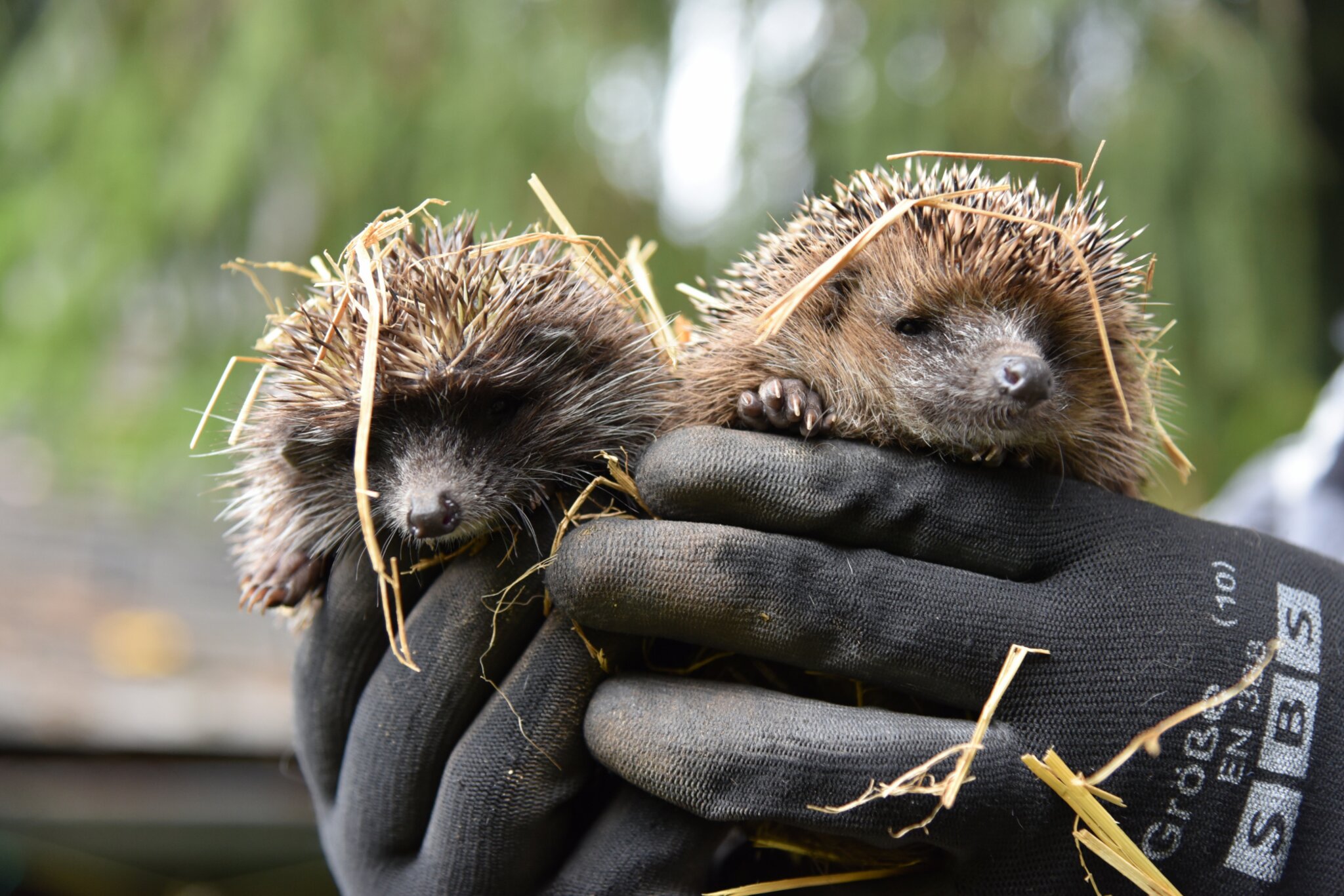 Wildtierstation Igelhof Aurachtal: Schlafplätze für Igel dringend ...