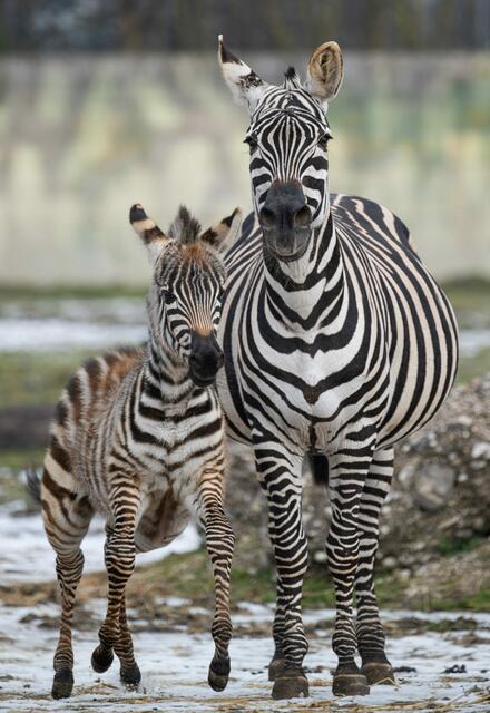 Anlässlich des Welt-Zebratages gibt es bei einem Zoobesuch in Schmiding nicht nur das Jungtier der Herde zu sehen, sondern auch spannende Erklärungen. | Foto: ZooSchmiding / Peter Sterns