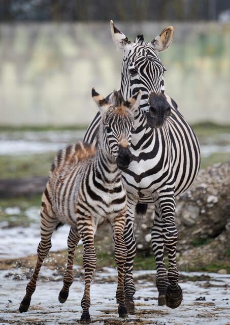 Anlässlich des Welt-Zebratages gibt es bei einem Zoobesuch in Schmiding nicht nur das Jungtier der Herde zu sehen, sondern auch spannende Erklärungen. | Foto: ZooSchmiding / Peter Sterns