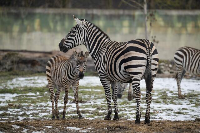 Anlässlich des Welt-Zebratages gibt es bei einem Zoobesuch in Schmiding nicht nur das Jungtier der Herde zu sehen, sondern auch spannende Erklärungen. | Foto: ZooSchmiding / Peter Sterns