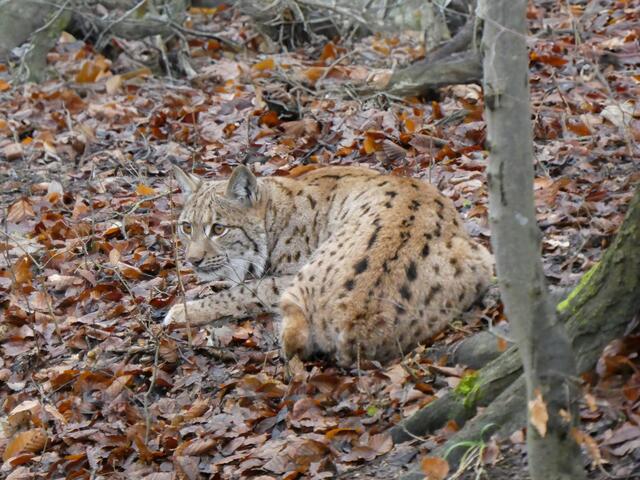 Foto: Max Boxleitner, WWF