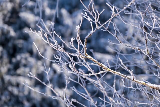 Das Wetter in den Semesterferien bringt viel Morgen- sowie Nachtfrost mit sich. | Foto: Pixabay/NickyPe