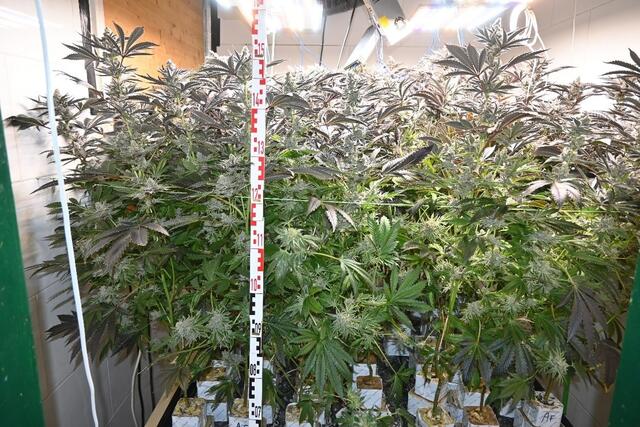 Insgesamt 164 Cannabispflanzen sollen zwei Verdächtige in einer Wohnung in der Brigittenau angebaut haben. | Foto: LPD Wien