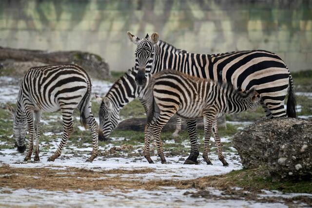 Anlässlich des Welt-Zebratages gibt es bei einem Zoobesuch in Schmiding nicht nur das Jungtier der Herde zu sehen, sondern auch spannende Erklärungen. | Foto: ZooSchmiding / Peter Sterns