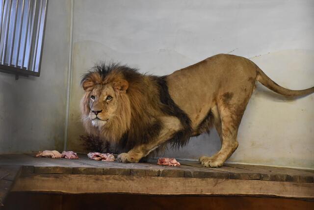 Eine Wieselburgerin ist die Patin des Löwen "Mufasa" im Tuerpark Haag. | Foto: Herbert Stotschek
