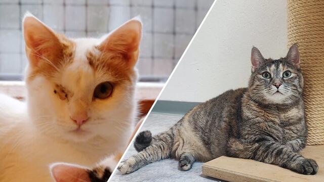 Daisy und Emmi suchen nach einem neuen Zuhause | Foto: Tierschutzverein Tirol