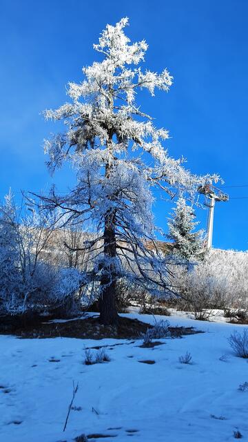 Der Raureif überzieht die Bäume... | Foto: I.Wozonig