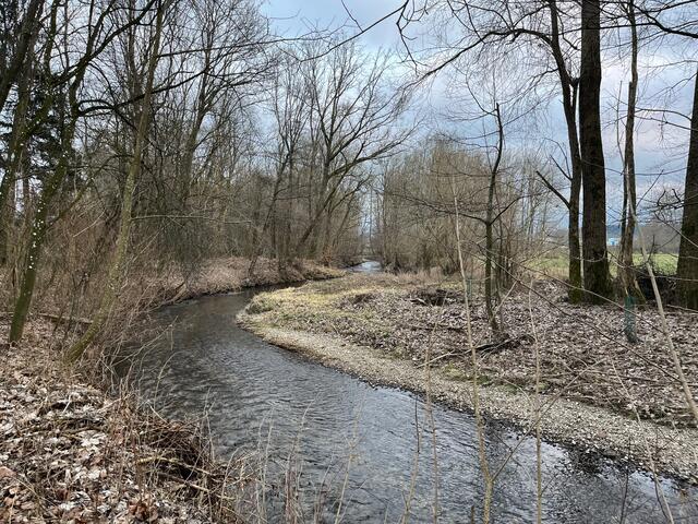 Die Au beim Ampflwangerbach. | Foto: Steiner-Watzinger