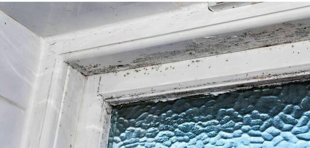 Bei Schimmelbefall in der Wohnung geraten viele in Panik. Die Wiener Umweltberatung gibt Tipps zur Verbeugung und zur Entfernung. (Symbolbild)
 | Foto: myhammer