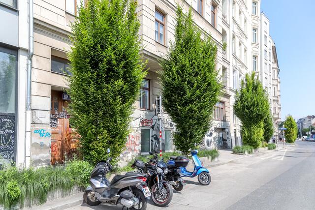 16 neue Säulenblasenbäume kommen nach Ostern an den Wienfluss. | Foto: PID/Fürthner