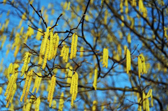 Hasel und Erle sind im Anflug– zum Leidwesen vieler Allergikerinnen und Allergiker. | Foto: Shutterstock