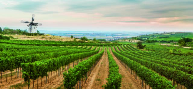 Wein und Land - die perfekte Kombination im Weinviertel. | Foto: Niederösterreich-Werbung/Michael Liebert