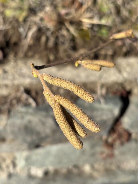 Die Hazel ist bereits am Blühen. | Foto: MeinBezirk