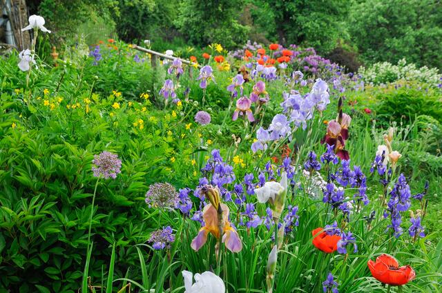 Kraut und Unkraut in harmonischer Eintracht. Wo es nicht stört oder Überhand nimmt, darf ein Kräutlein wie das Schöllkraut im Naturgarten gerne blühen. | Foto: Werner Gamerith