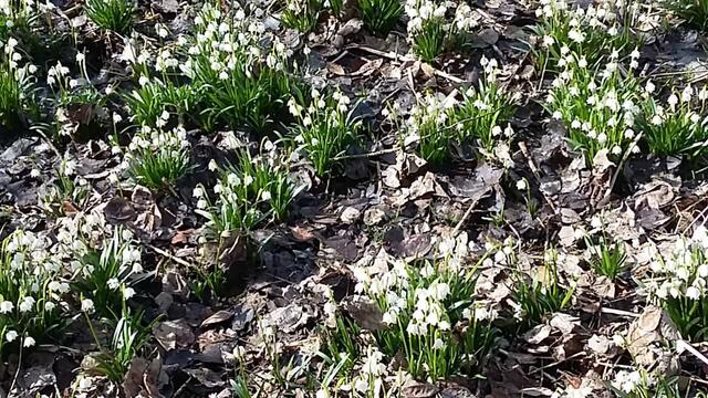 Hurra- all die lieblichen, bauschigen Glöckchen sind wieder erwacht und heißen den Frühling willkommen!