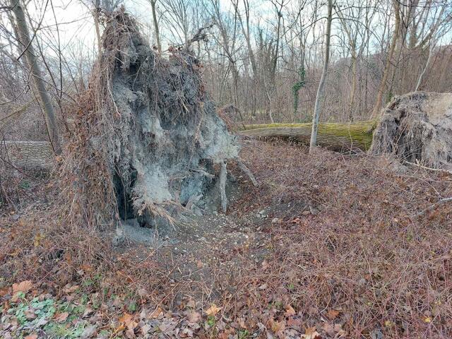 Nach den Fällungen werden im Anschluss neue Jungbäumchen gesetzt. | Foto: Stadtgemeinde Korneuburg
