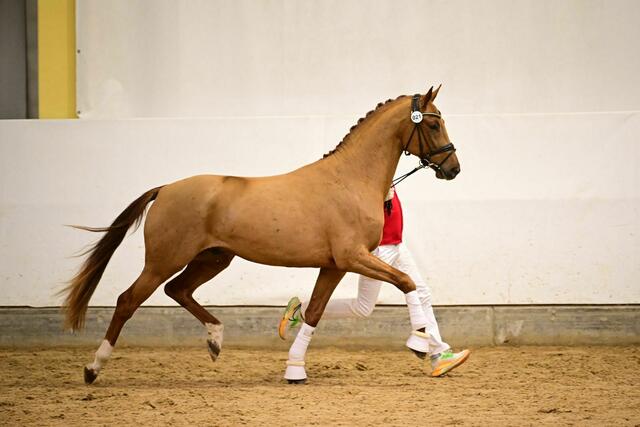 Monet von der Sportpferdezucht Leser. | Foto: Team Myrtill