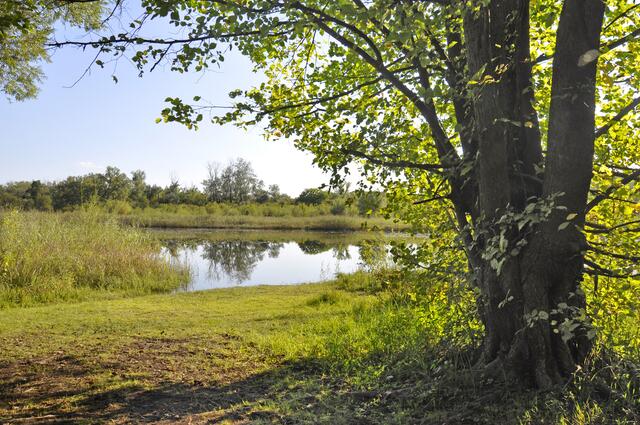 Die Donau-Auen stehen unter Naturschutz. | Foto: APA-Grafik/picturedesk.com