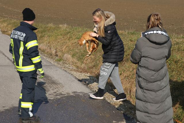 Die Feuerwehr konnte eine Katze durchnässt, aber wohlauf aus einem Kanalrohr in Offenhausen bergen. | Foto: laumat.at