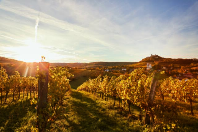 Wie gemalt – Weinreben am Fuße des Berges. | Foto: Weinviertel Tourismus / Michael Liebert