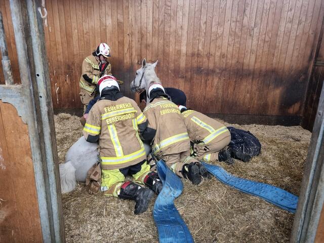 Die Feuerwehr Ebreichsdorf musste am Mittwoch, 5 Februar, zu einer ungewöhnlichen Tierrettung ins Magna Racino ausrücken.  | Foto: Thomas Lenger/monatsrevue.at