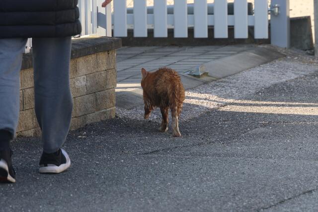 Die Feuerwehr konnte eine Katze durchnässt, aber wohlauf aus einem Kanalrohr in Offenhausen bergen. | Foto: laumat.at