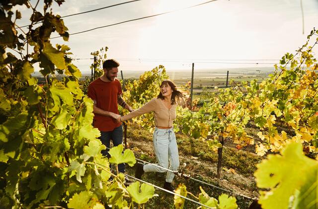 Wein prägt die Landschaft im Bezirk Hollabrunn. | Foto: Weinviertel Tourismus / Michael Liebert