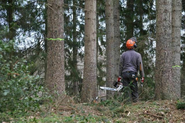 Ein 36-jähriger Forstarbeiter wurde bei Arbeiten im Wald schwer verletzt. (Symbolbild) | Foto: Symbolfoto: Pixabay