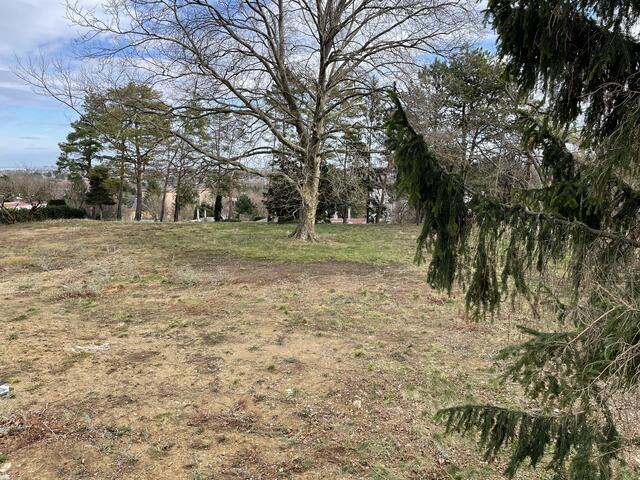 Eine Platane am Grundstück wird womöglich unter Schutz gestellt. | Foto: privat