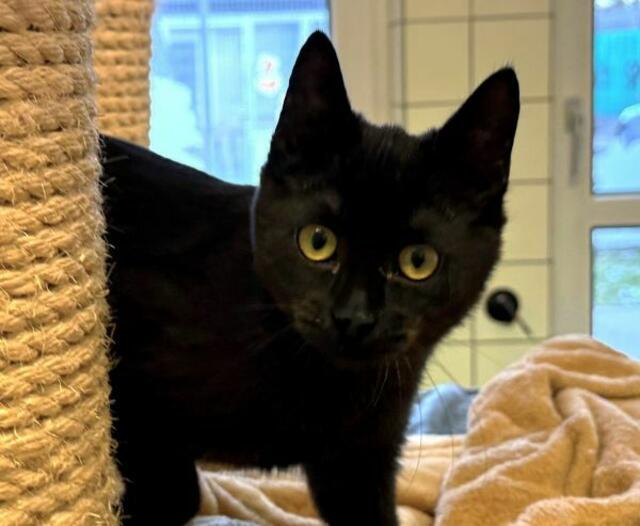 Die stilechte süße Hexenkatze sitzt besonders gerne auf der Schulter  | Foto: Tierschutzverband St. Pölten