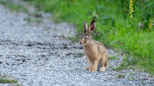 Zu einem Fall von Tierquälerei soll es laut Tierschutz Austria im Bezirk Mistelbach gekommen sein. Ein Feldhase ist hier in einer Lebendfalle aufgrund mangelndem Wasser und Nahrung verendet. (Symbolfoto) | Foto: Gregor Fraißl