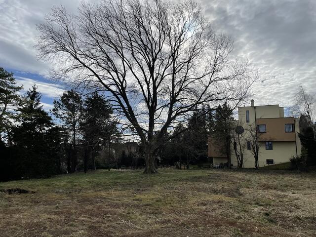 Über das Schicksal der Bäume auf dem Grundstück gibt es verschiedene Aussagen.  | Foto: privat