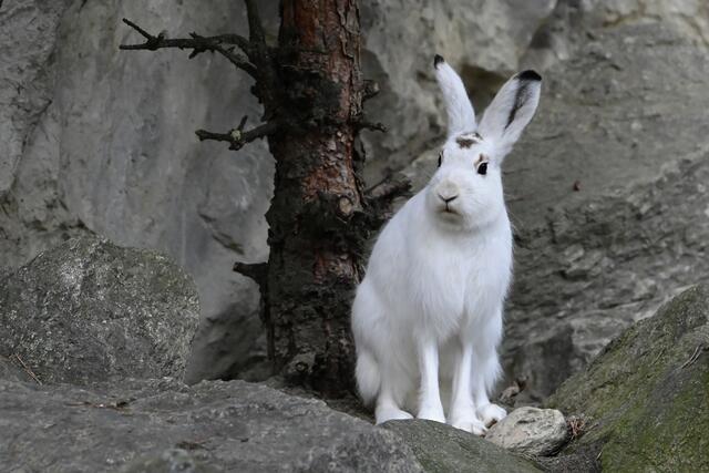 Die Deutsche Wildtierstiftung hat für den Alpenschneehasen als Säugetier des Jahres 2025 gestimmt.  | Foto: Fritz Schmidt/Alpenzoo 
