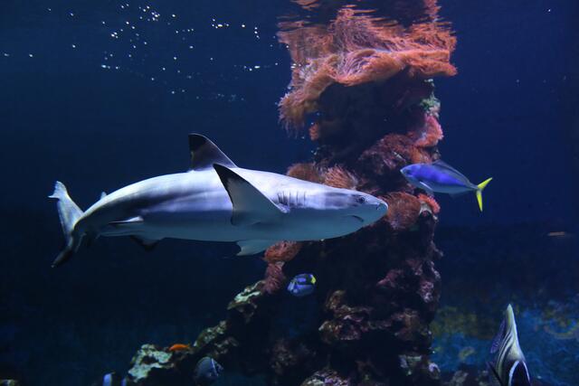 Der Schwarzspitzen-Riffhai aus dem Becken des Haus der Natur wurde in ein neues größeres Zuhause gebracht. Das über ein Meter große Tier schwimmt nun im größten lebenden Riff Deutschlands im Naturkundemuseum Karlsruhe | Foto: Haus der Natur/Anke Oertel