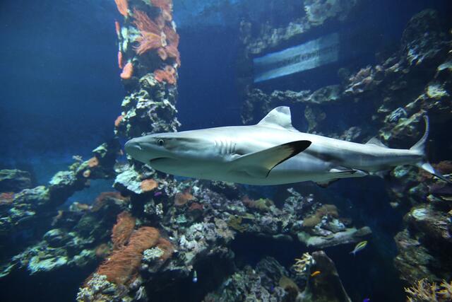 Der Schwarzspitzen-Riffhai aus dem Becken des Haus der Natur wurde in ein neues größeres Zuhause gebracht. Das über ein Meter große Tier schwimmt nun im größten lebenden Riff Deutschlands im Naturkundemuseum Karlsruhe | Foto: Haus der Natur/Anke Oertel
