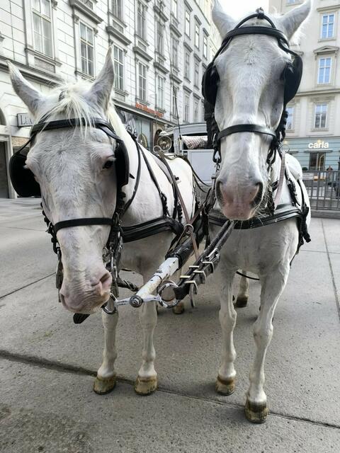 Große Begeisterung gab es mit der Kutschenfahrt durch die Wiener Innenstadt!