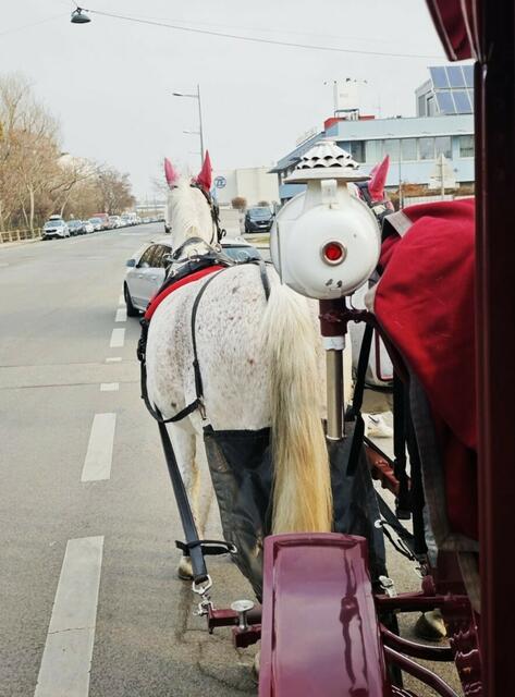 Große Begeisterung gab es mit der Kutschenfahrt durch die Wiener Innenstadt!