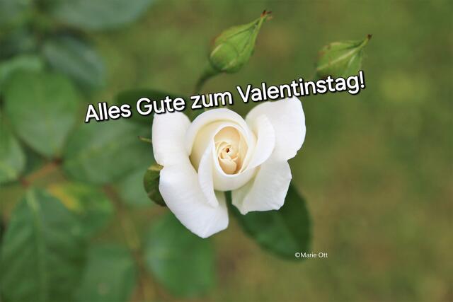 Alles Gute zum Valentinstag!