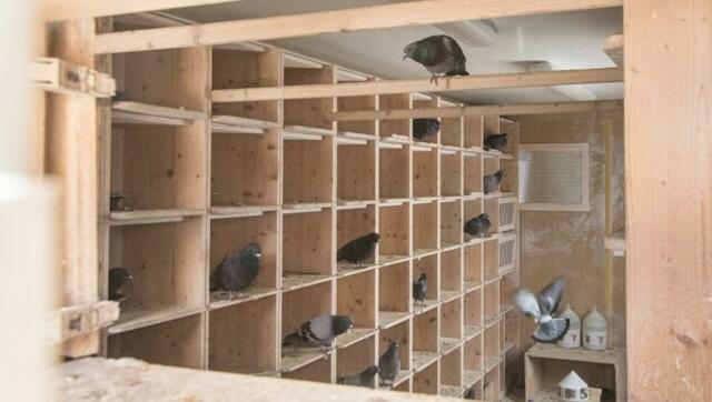 Die Gestaltung des perfekten Taubenschlags erfordert sorgfältige Planung und die Berücksichtigung verschiedener Faktoren.  | Foto: Privat