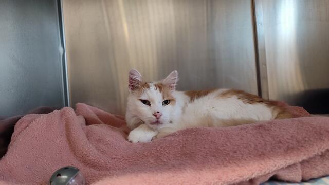Kater-Senior Maylo ist 14 Jahre alt. | Foto: Tierheim Linz