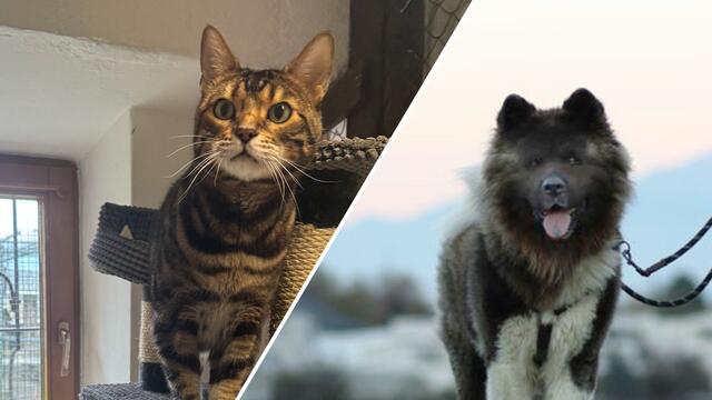 Puma und Kaju suchen ein neues Zuhause | Foto: Tierschutzverein Tirol