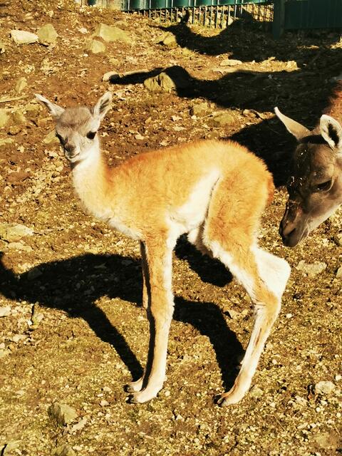 Gerade einmal zwei Tage alt: Noch ist das Geschlecht des Fohlens ein Geheimnis. | Foto: Zoo Linz